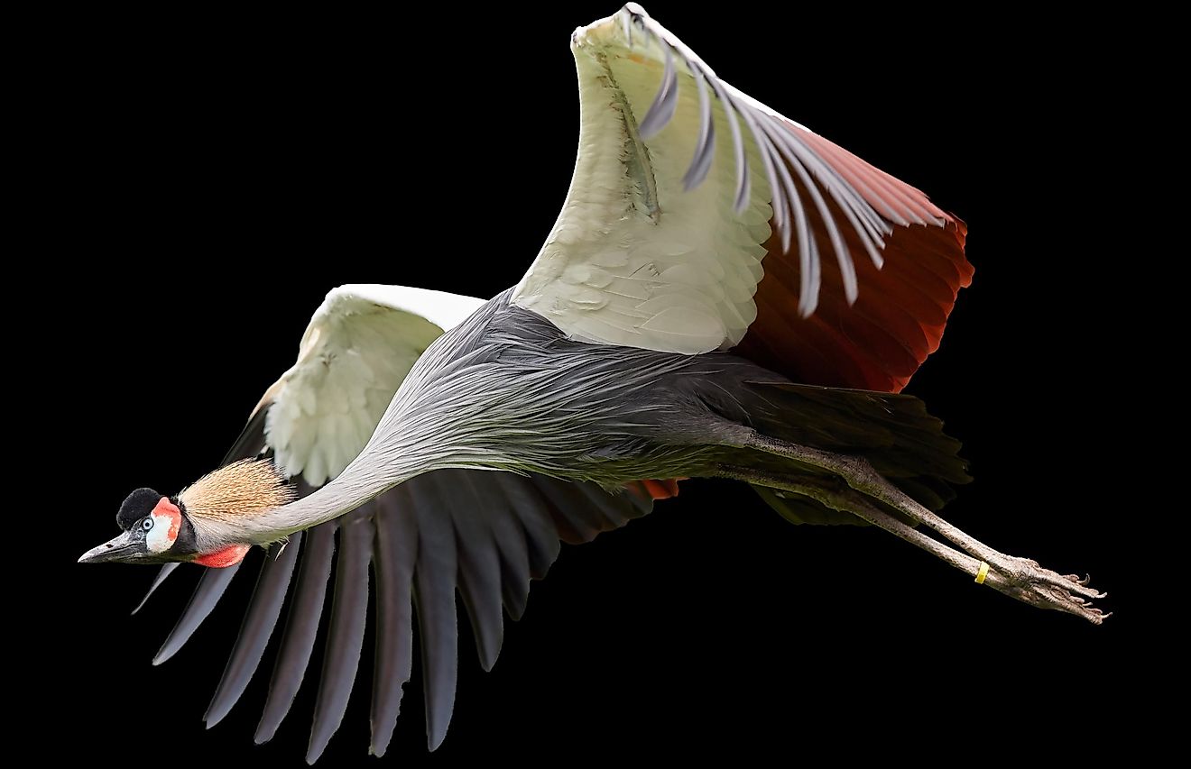 Grey crowned crane, Balearica regulorum, African bird with crown of stiff golden feathers.