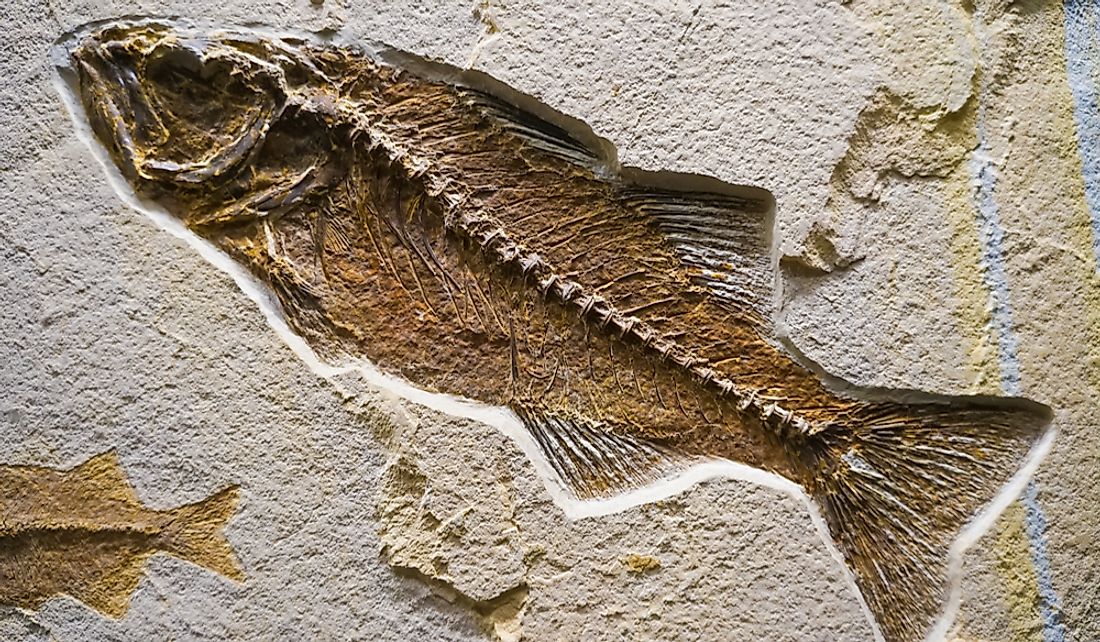 Fossil of ancient sea life.
