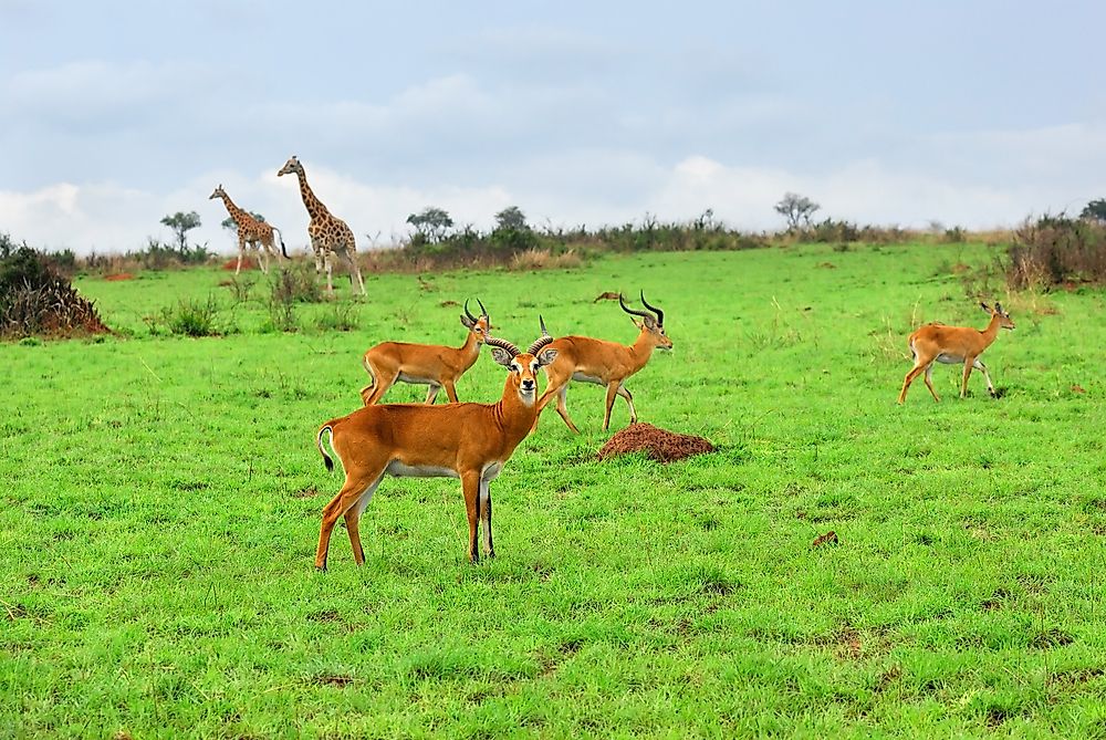 Wildlife in Murchison Falls National Park. 