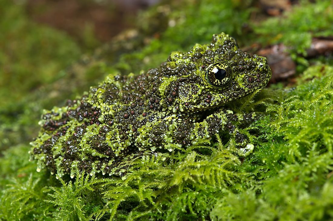 A Vietnamese mossy frog exhibiting camouflage. 