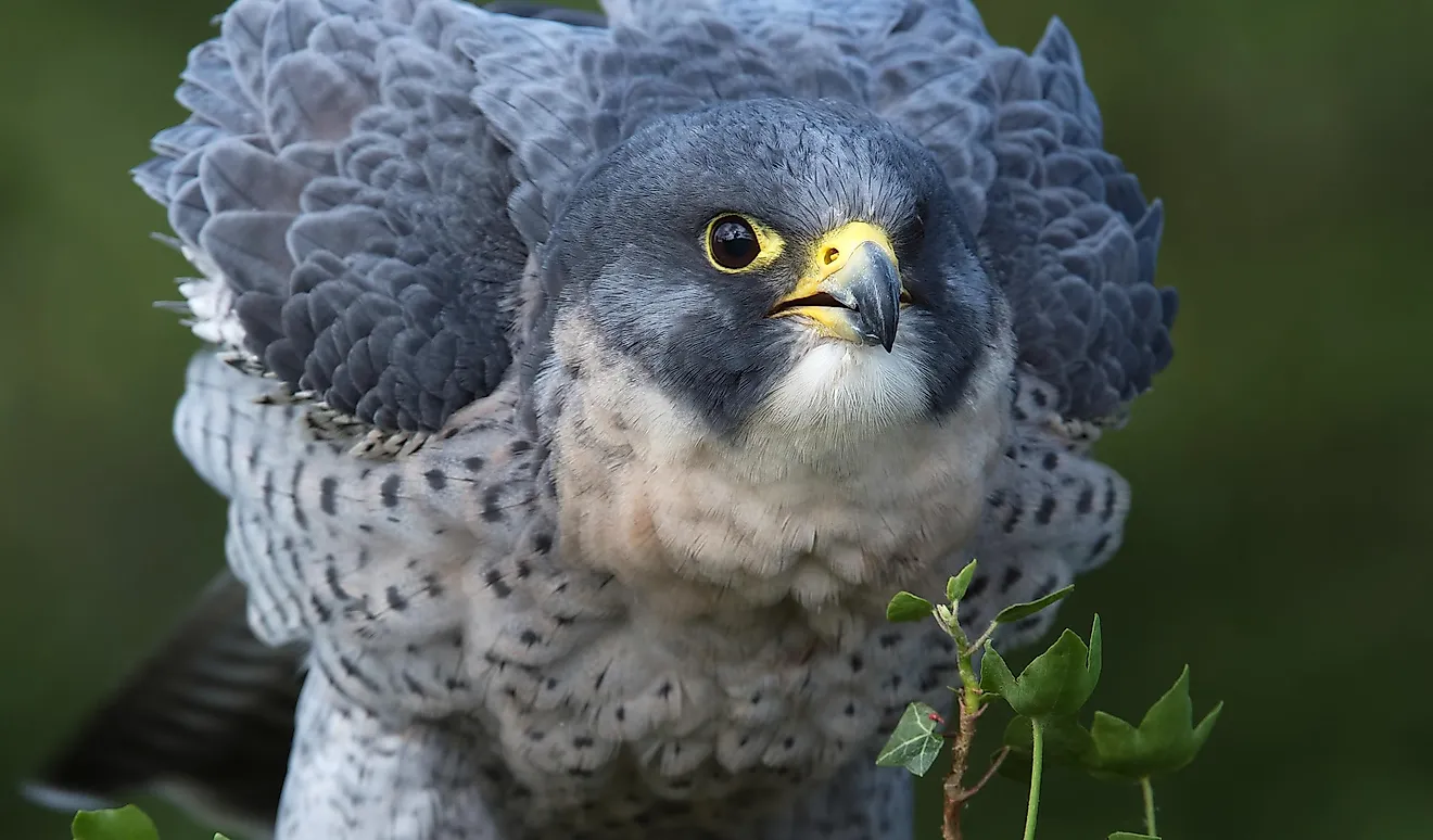 With sharp talons and an ability to achieve diving speeds in excess of 200 miles per hour, prey of these birds have little hope for escape.