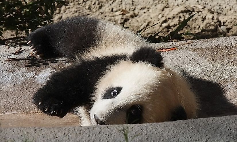 A baby giant panda looks curiously at the camera while playing.