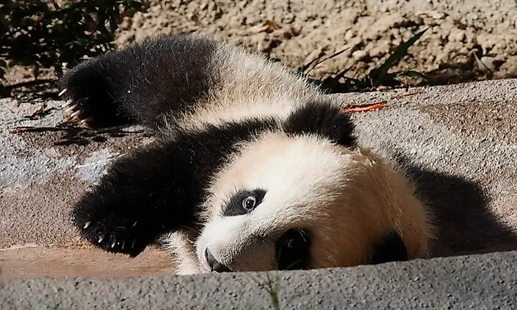 A baby giant panda looks curiously at the camera while playing.