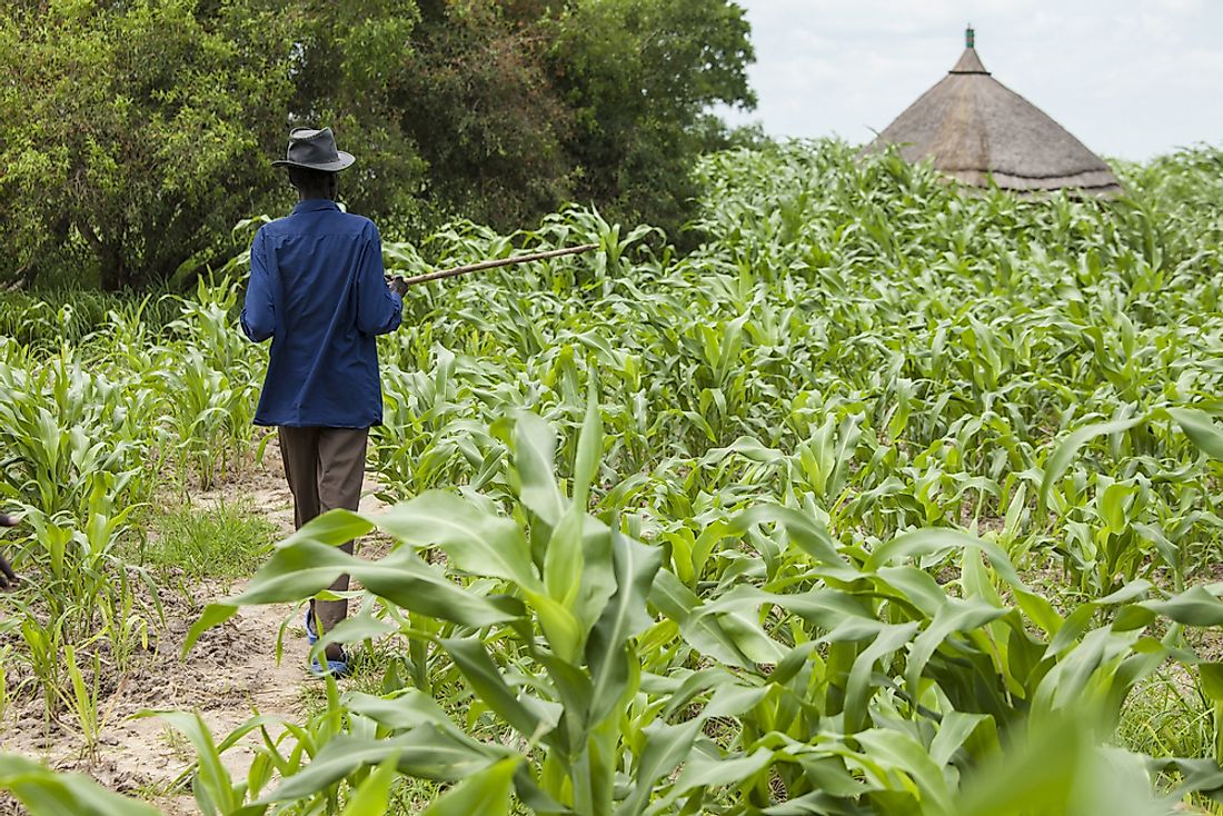 A South Sudanese man surveys his crops. Editorial credit: John Wollwerth / Shutterstock.com.