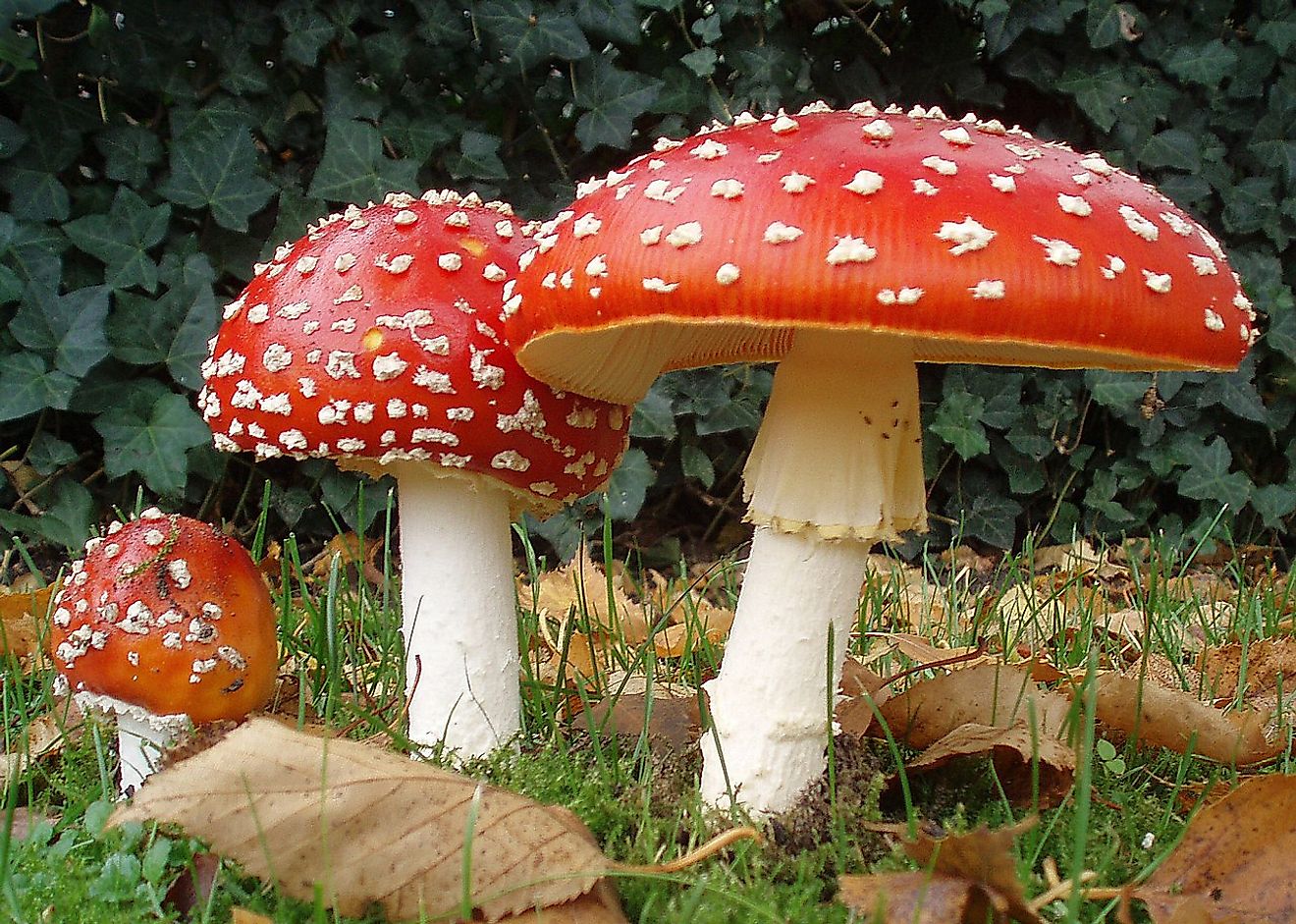 Showing three stages as the Fly Agaric mushroom matures. 