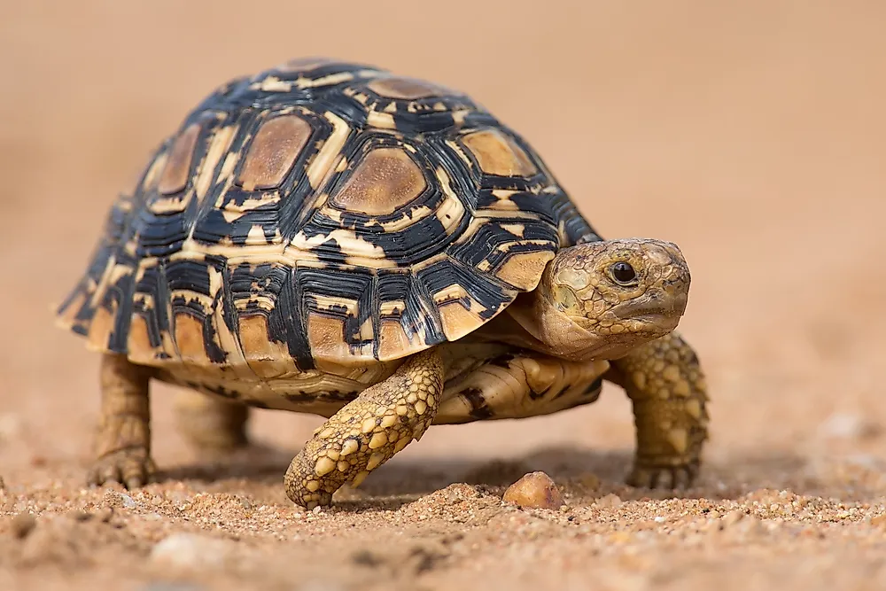 A leopard tortoise.