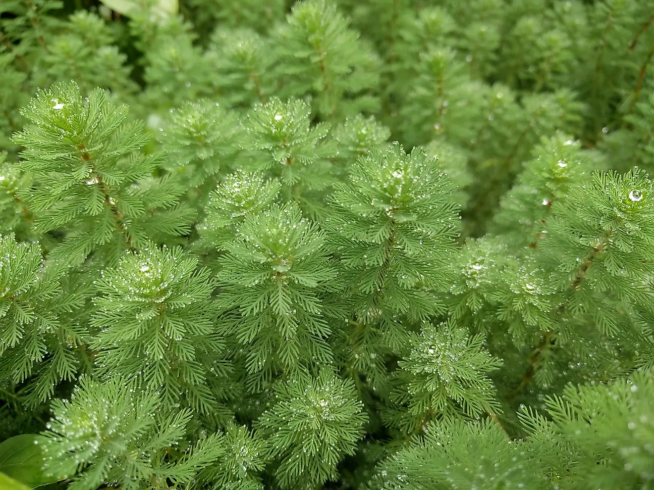 Parrot's feather aquatic plant (Myriophyllum aquaticum) with fine green leaves in oblong shape. 