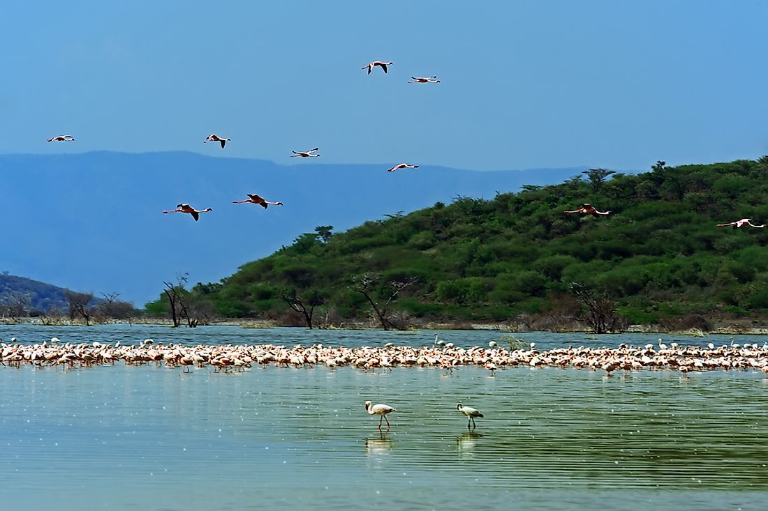 Flamingos on Kenya's Lake Bogoria.