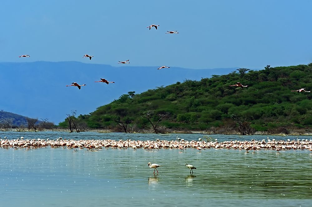 Flamingos on Kenya's Lake Bogoria.