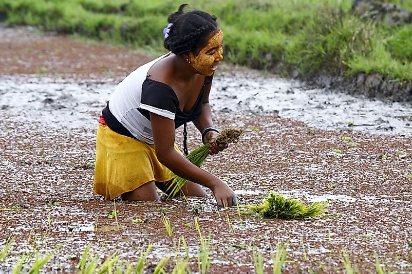 A female farmer works in her rice paddy fields in Madagascar.