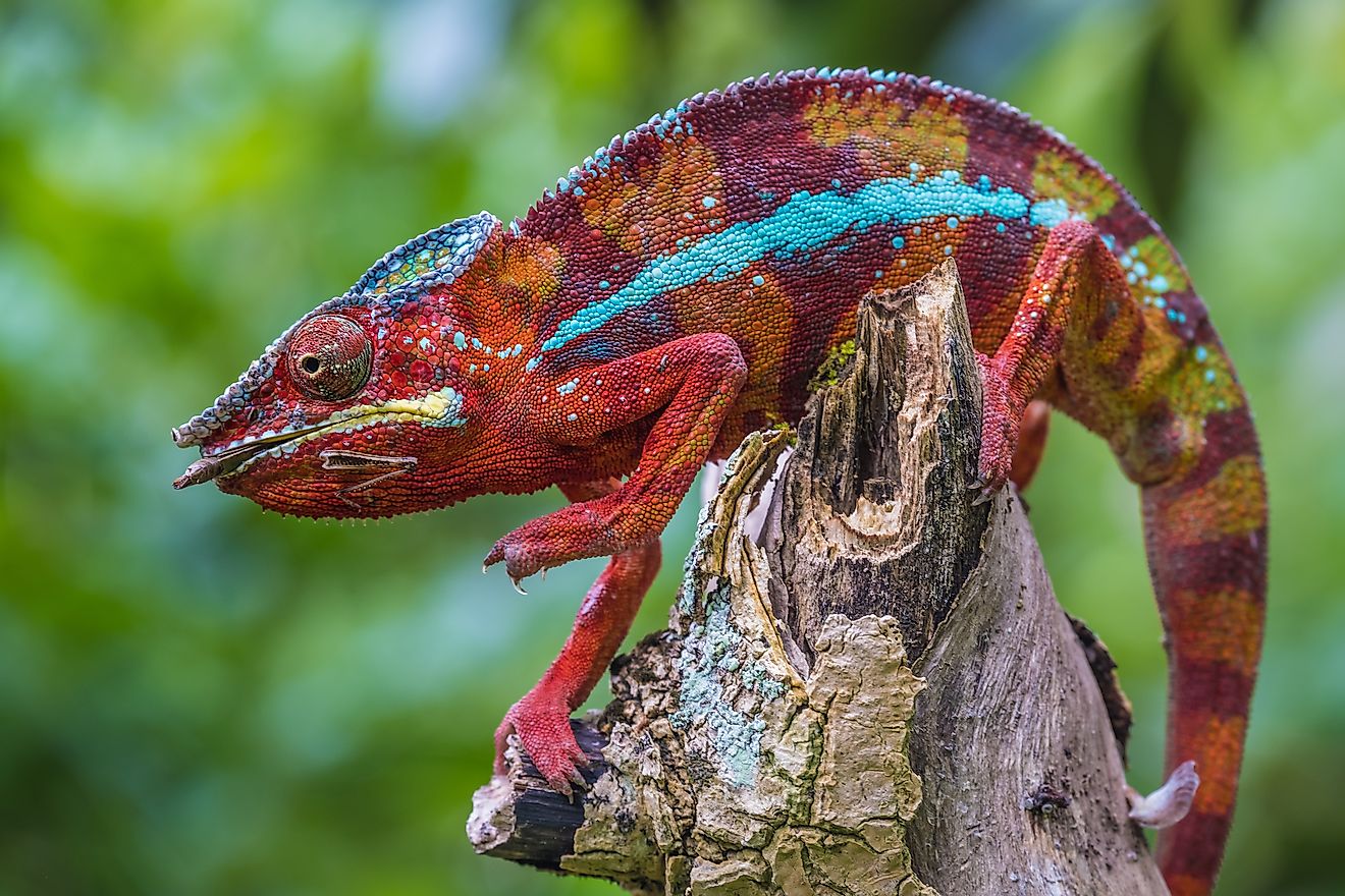 Chameleon in the primeval forests of the Andasibe National Park, Eastern Madagascar. Image credit: LouieLea/Shutterstock.com