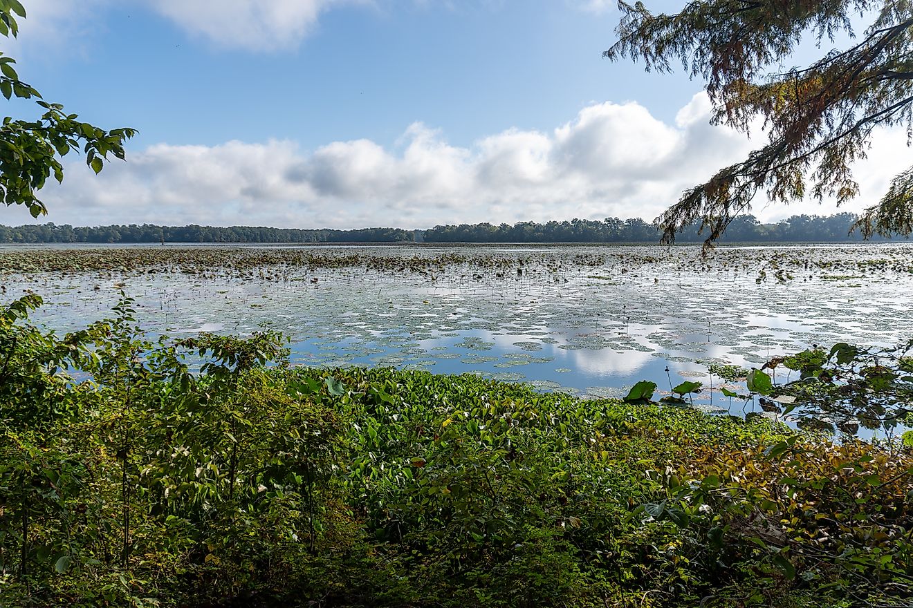 Arkansas Post National Memorial. American Lotus (Nelumbo lutea) in the Post Bend and Post Bayou. Site of first European settlement in Mississippi Alluvial Plain and present-day U.S. state of Arkansas.. EWY Media via Shutterstock