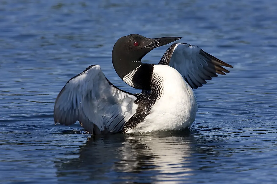 A common loon. 