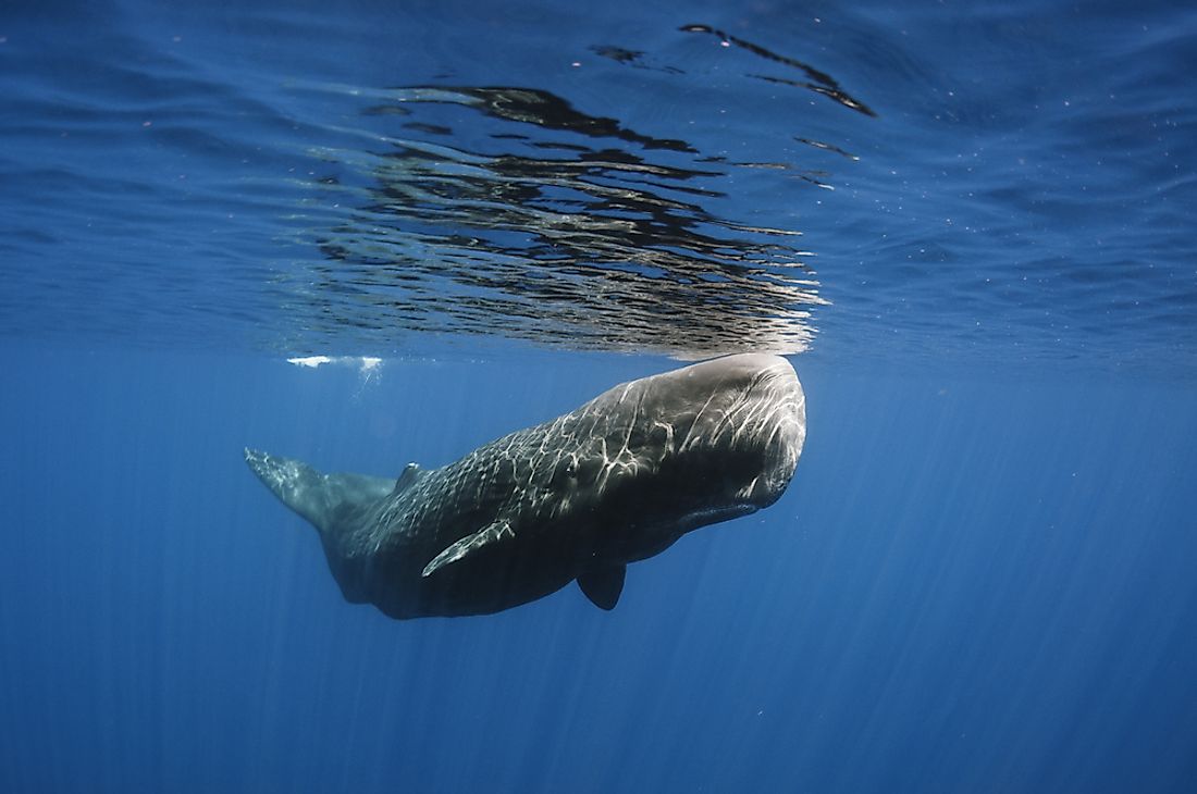 A sperm whale off the coast of Sri Lanka. 