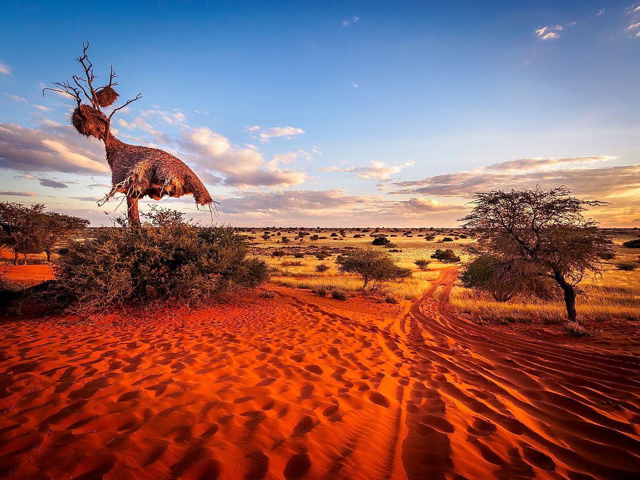 The Kalahari Desert - WorldAtlas