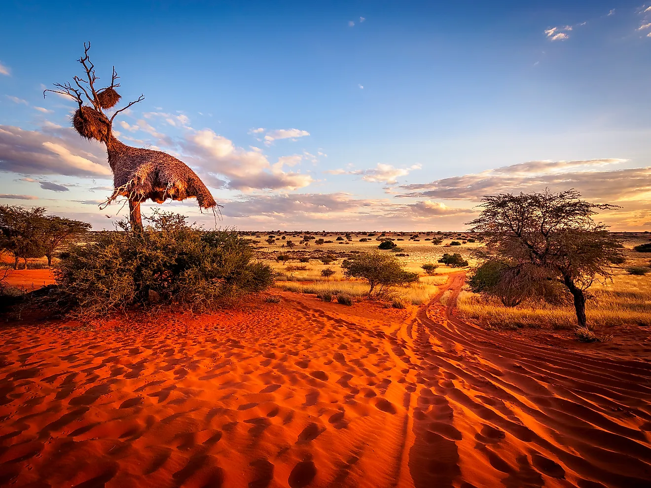 Big nest of weaver birds in the kalahari desert, Namibia. Image credit: Thomas Noitz/Shutterstock.com