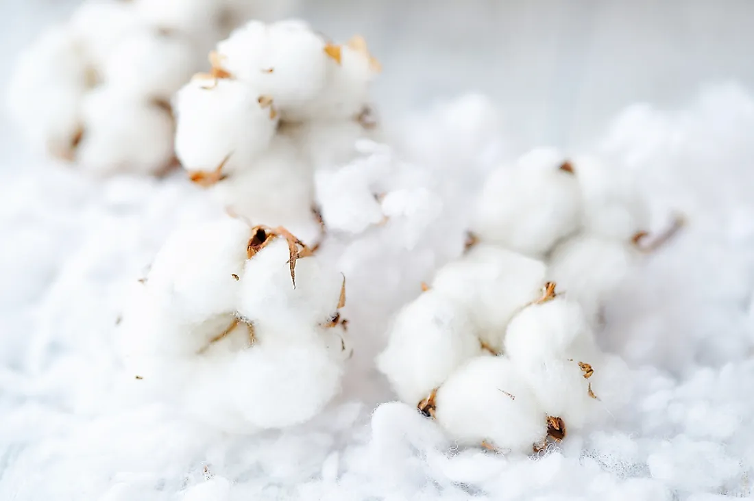 Cotton flowers. 