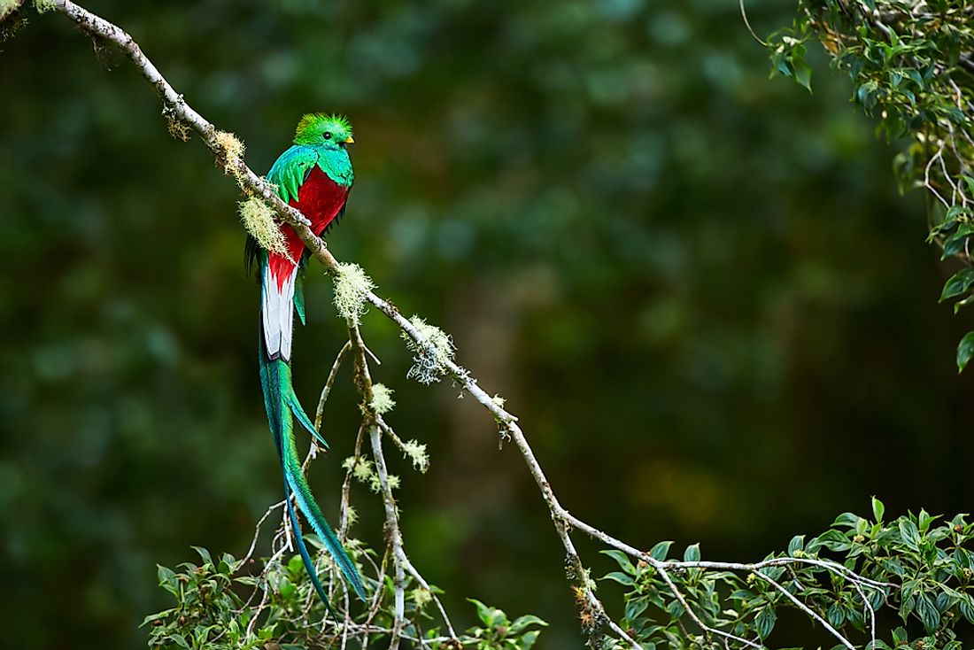 The resplendent quetzal is endemic to Central America.