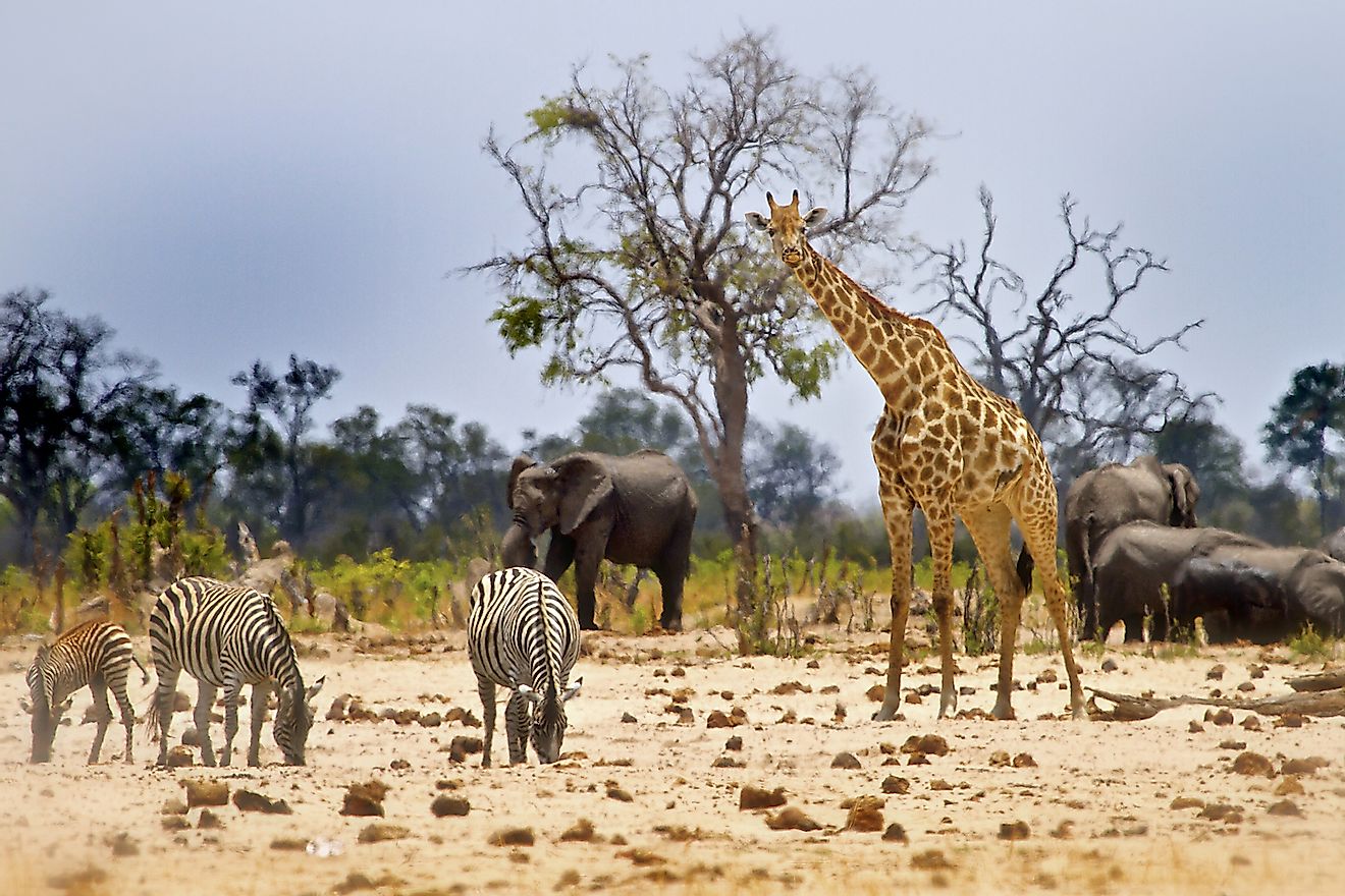 Zebra, Giraffe and elephant at a waterhole in Hwange National Park - Zimbabwe. Image credit: Paula French/Shutterstock.com
