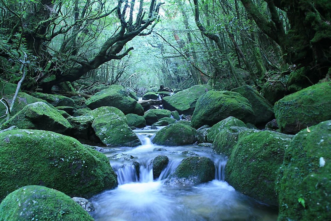 Yakushima, a UNESCO World Heritage Site in Japan. 