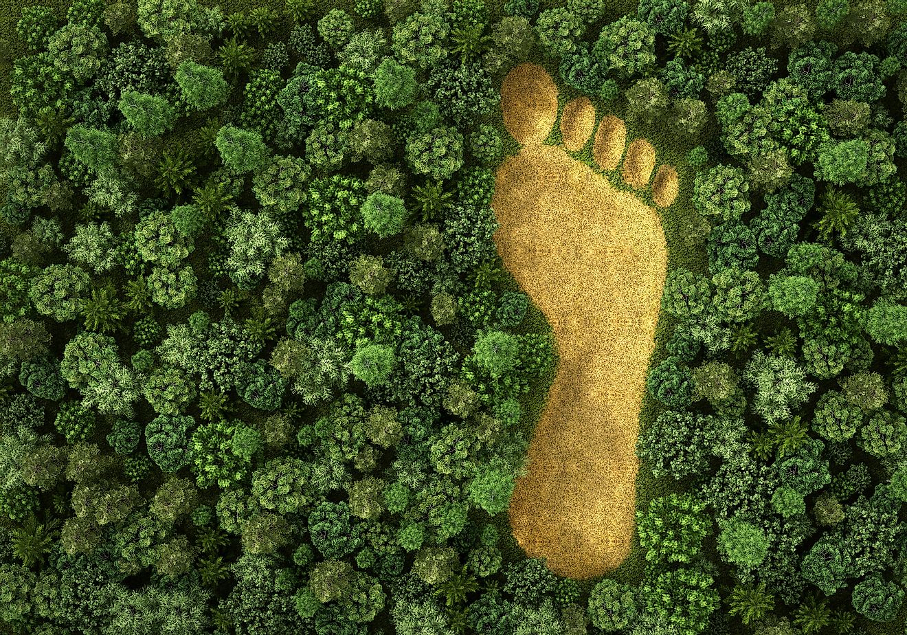 Deforestation is one of the worst effects of growing ecological footprint. Image credit: urfin/shutterstock.com