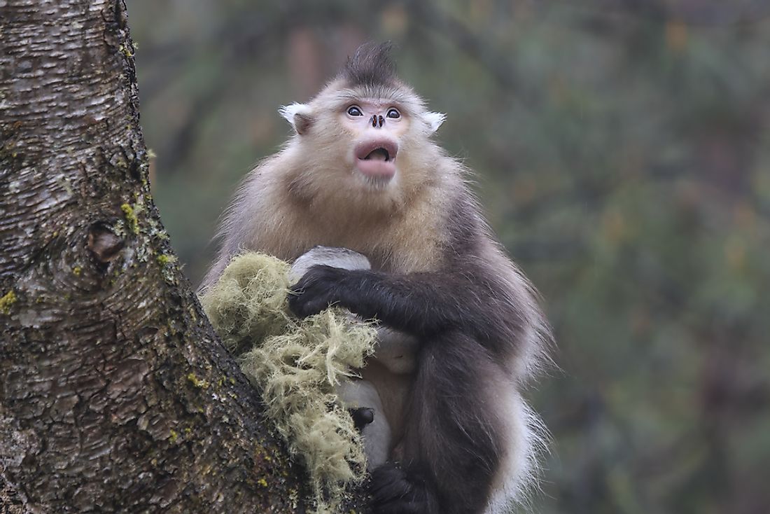 A Tonkin snub-nosed monkey. 