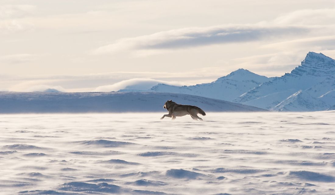 Alaska tundra wolf in the Arctic National Wildlife Refuge in Alaska.