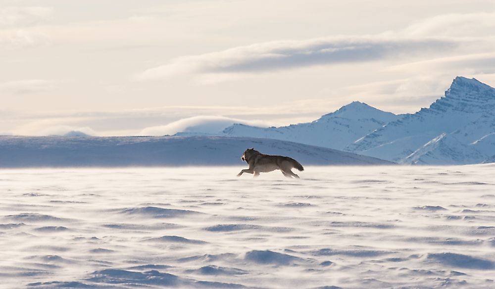 Alaska tundra wolf in the Arctic National Wildlife Refuge in Alaska.