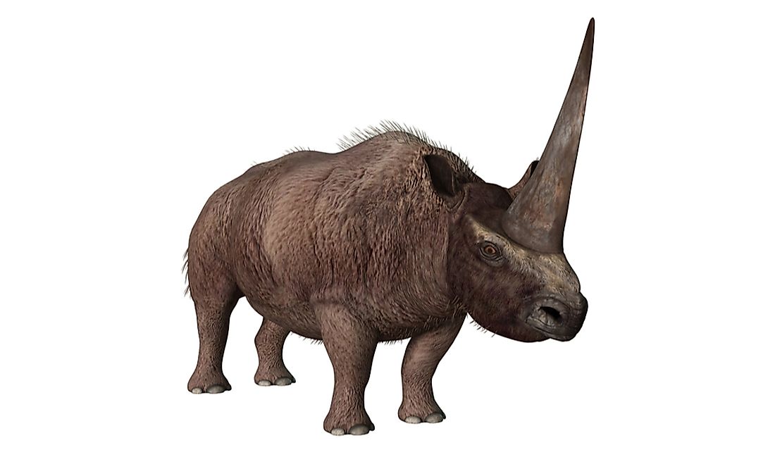 The Siberian Unicorn was named for the large horn protruding from its forehead. 