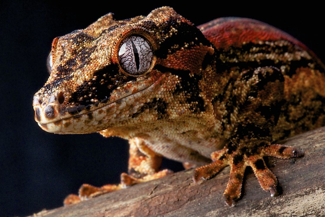 Gargoyle Gecko Facts: Animals of Oceania - WorldAtlas