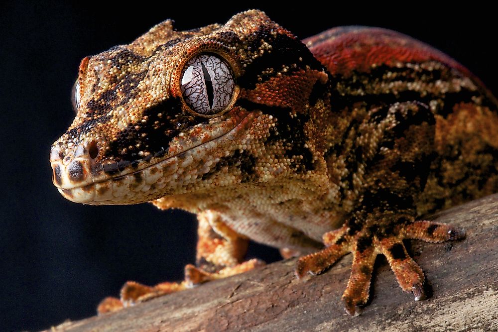 A gargoyle gecko. 