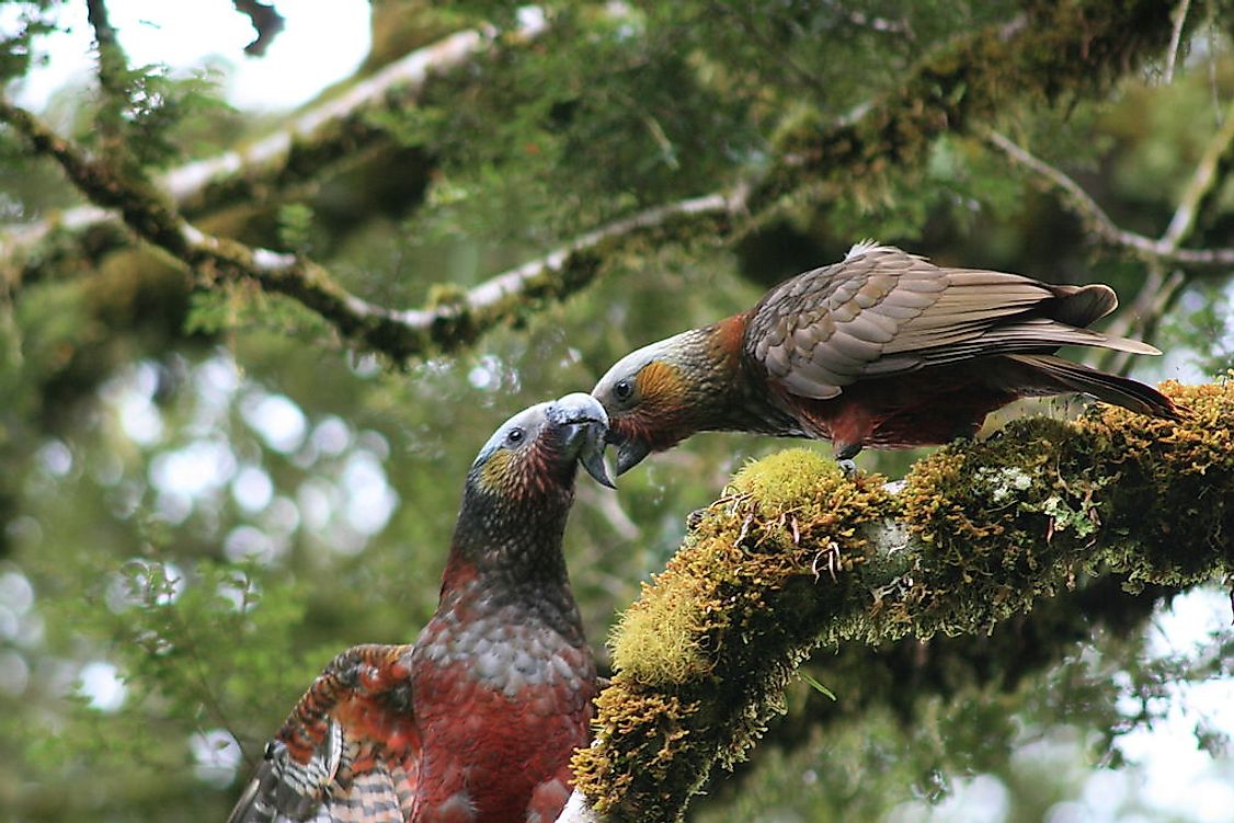 The New Zealand kaka (Nestor meridionalis).