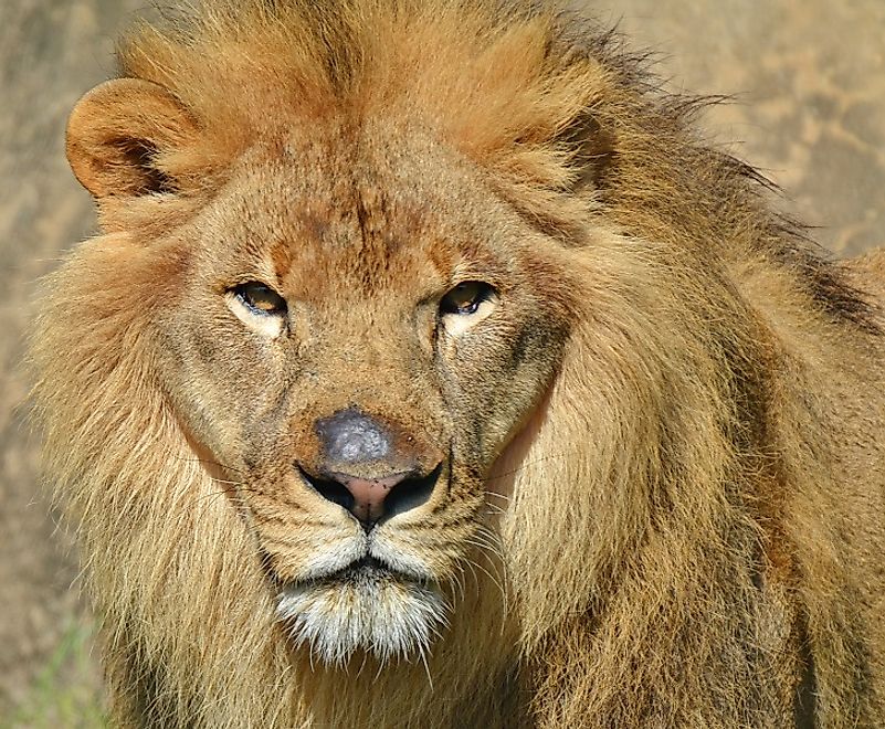 For centuries, Lions such as this one on the Tanzanian Serengeti, have been some of the most highly sought game trophies.