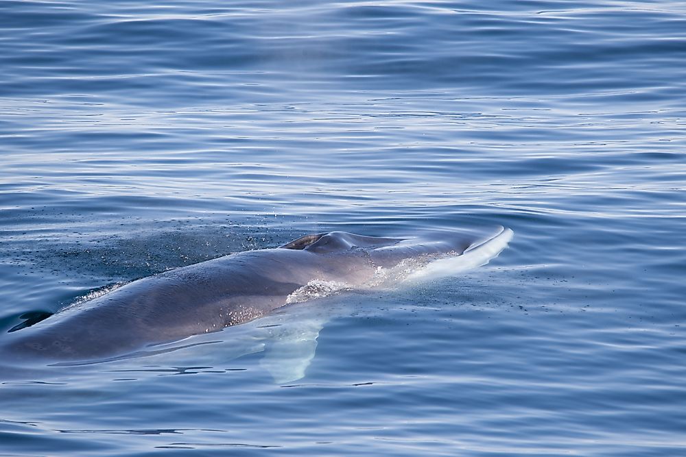 A fin whale.