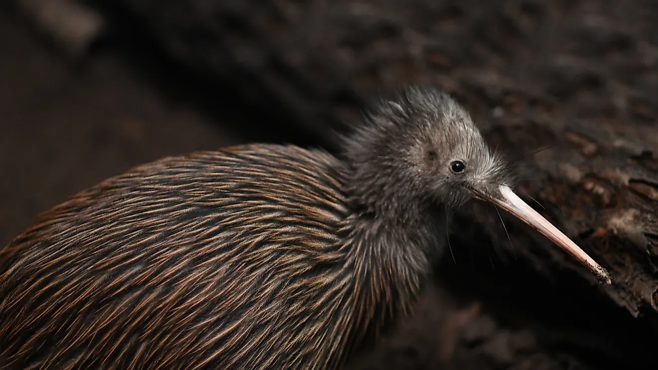 North Island brown kiwi. Image credit: Lakeview Images