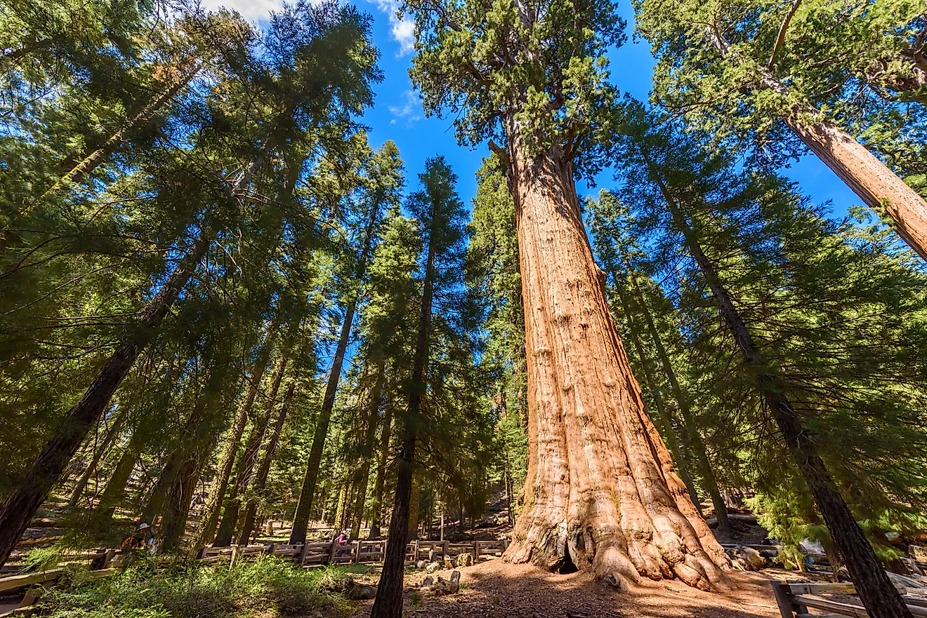 The largest tree on Earth, the General Sherman Giant Sequoia in Sequoia National Park, California. Credit: Simon Dannhauer/ Shutterstock.com 