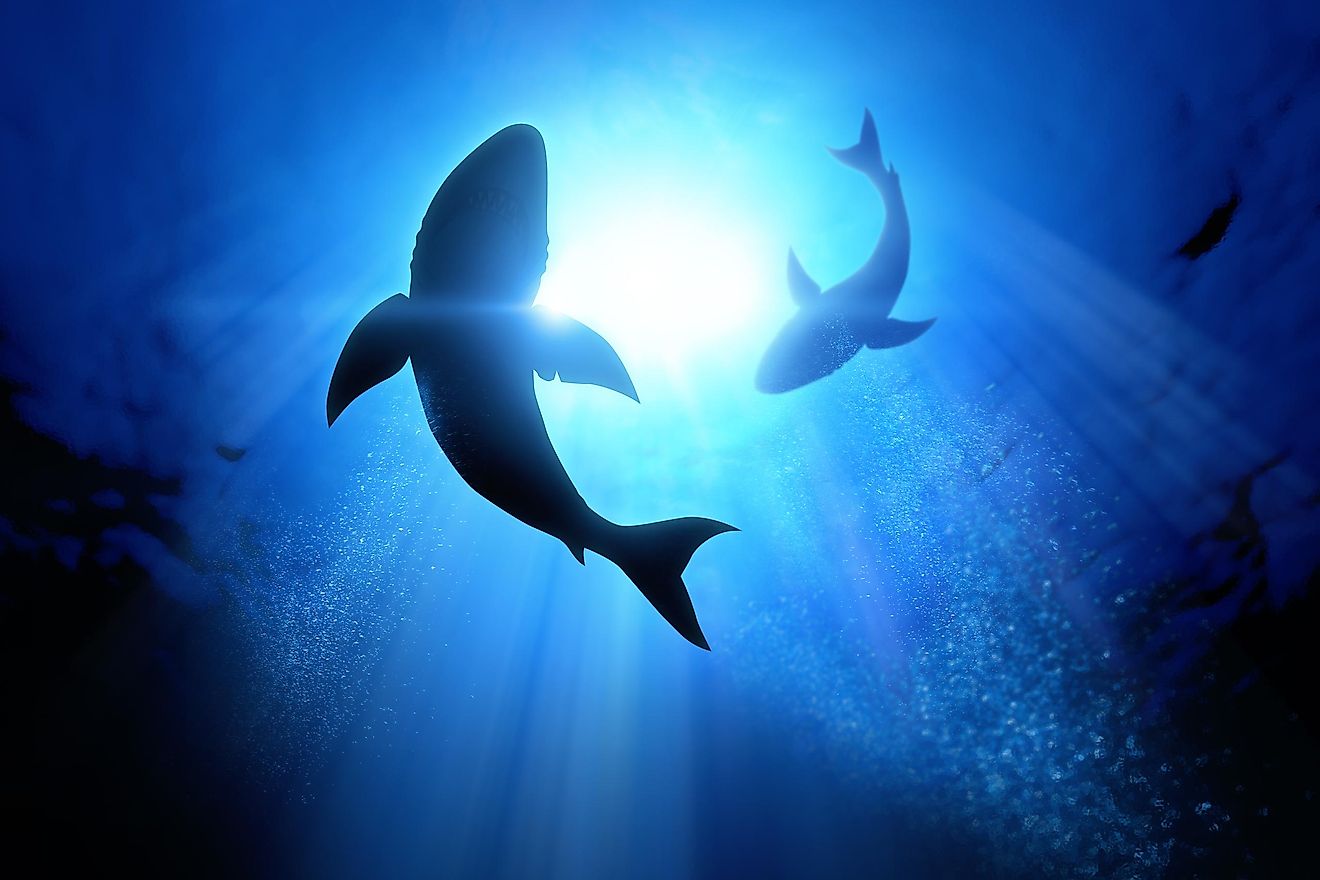 Determining the age of early shark fossils showed how sharks are probably older than trees.