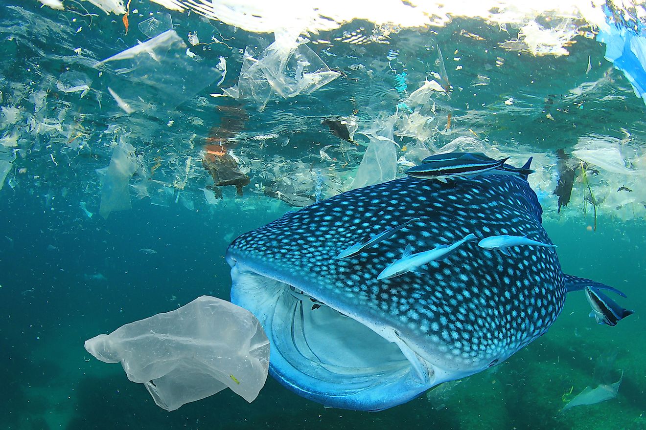 Whale Shark filter feeds in polluted ocean, ingesting plastic. Image credit: Rich Carey/Shutterstock.com