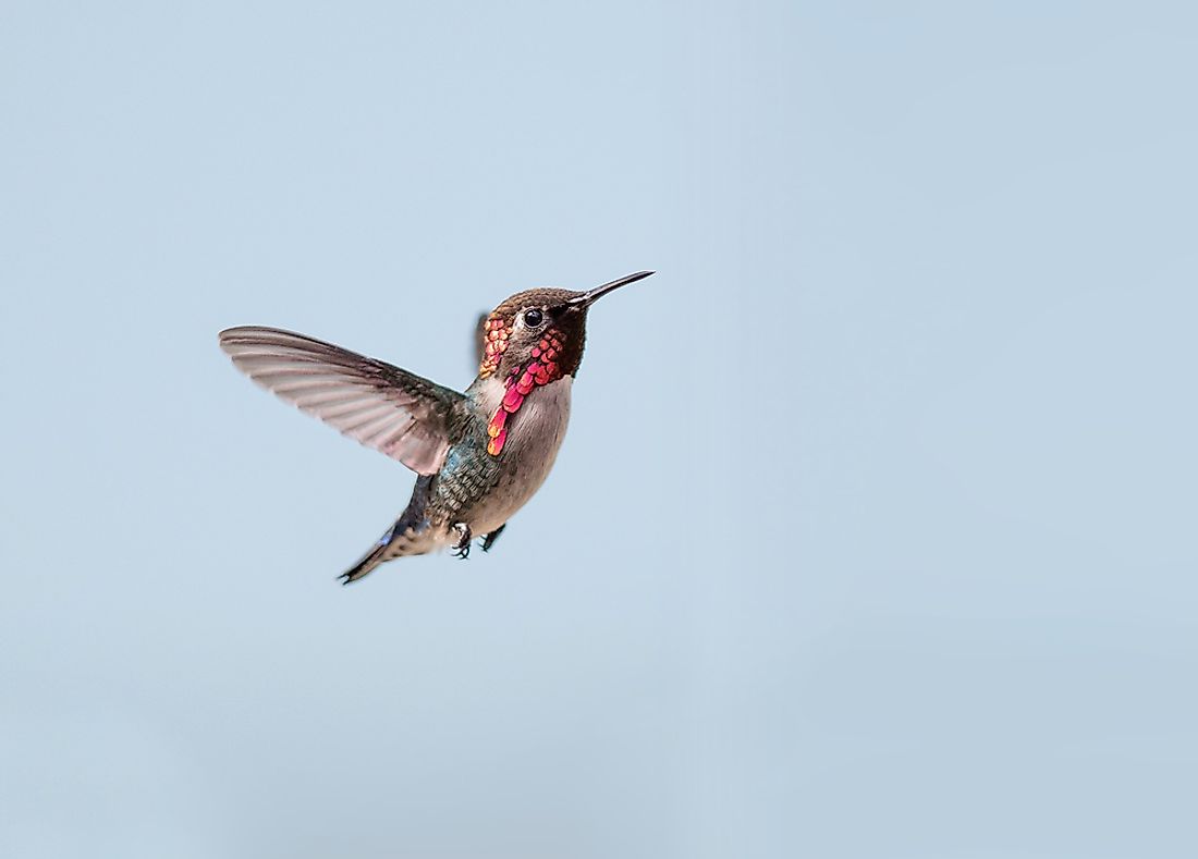 A bee hummingbird, the smallest bird in the world. 
