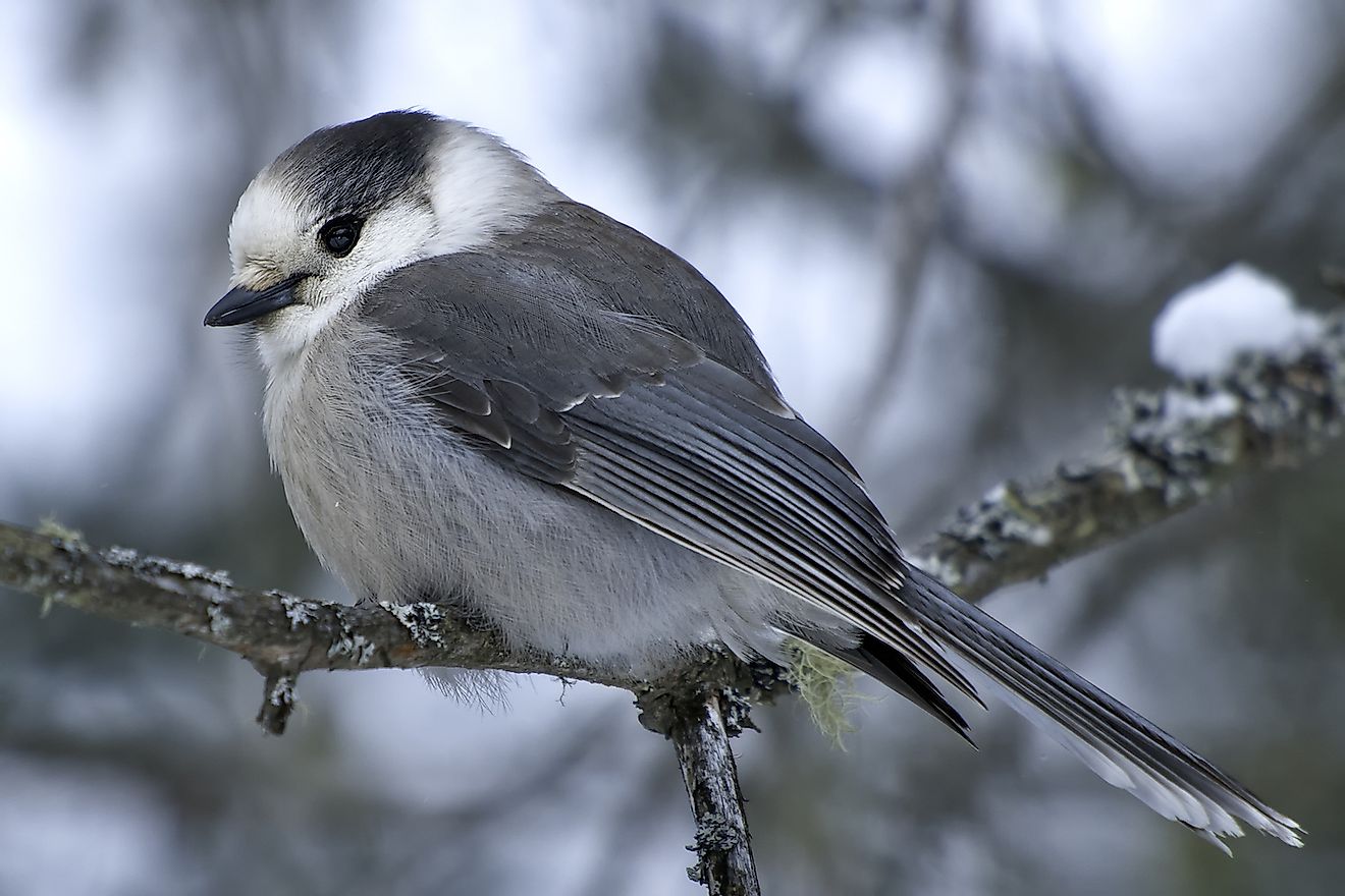 Climate change is affecting the gray jay's ability to store food for longer times. Image credit: Paul Reeves Photography/Shutterstock.com