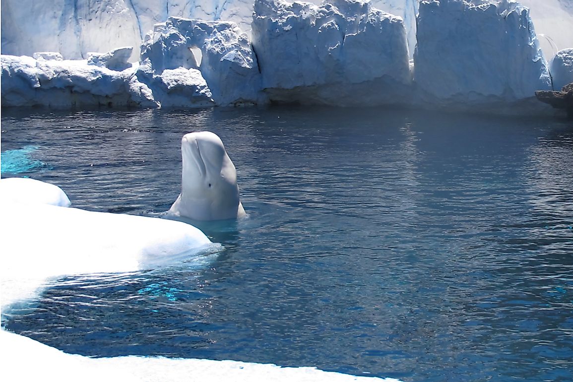 Beluga whale coming up for air in icy waters.