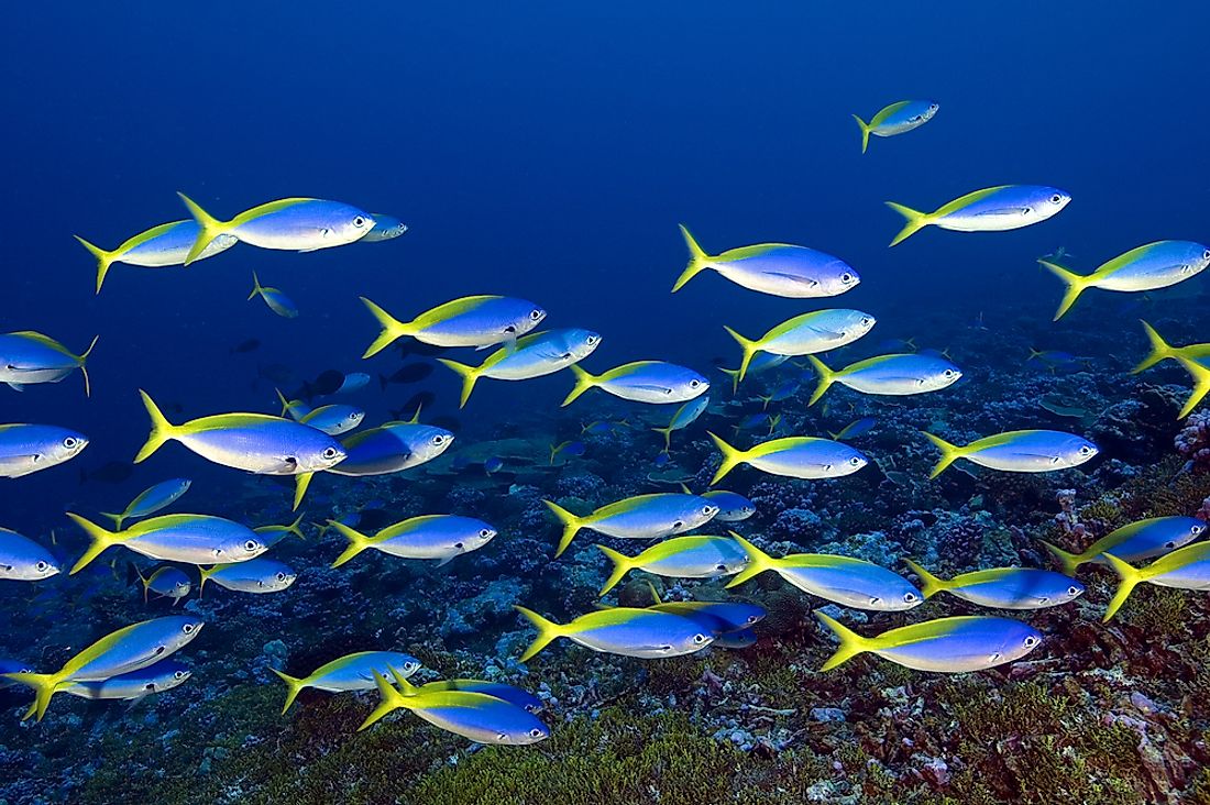 Yellowback fusilliers near the American incorporated territory of Palmyra Atoll. 