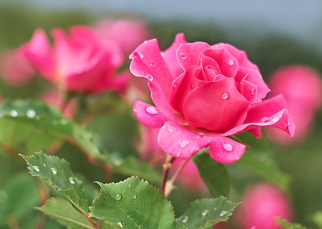 The Most Beautiful Flowers In The World Worldatlas