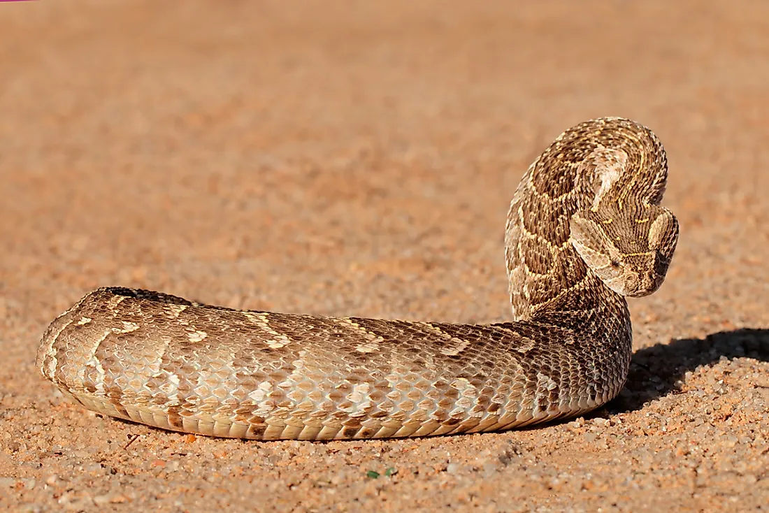 A puff adder in southern Africa. 