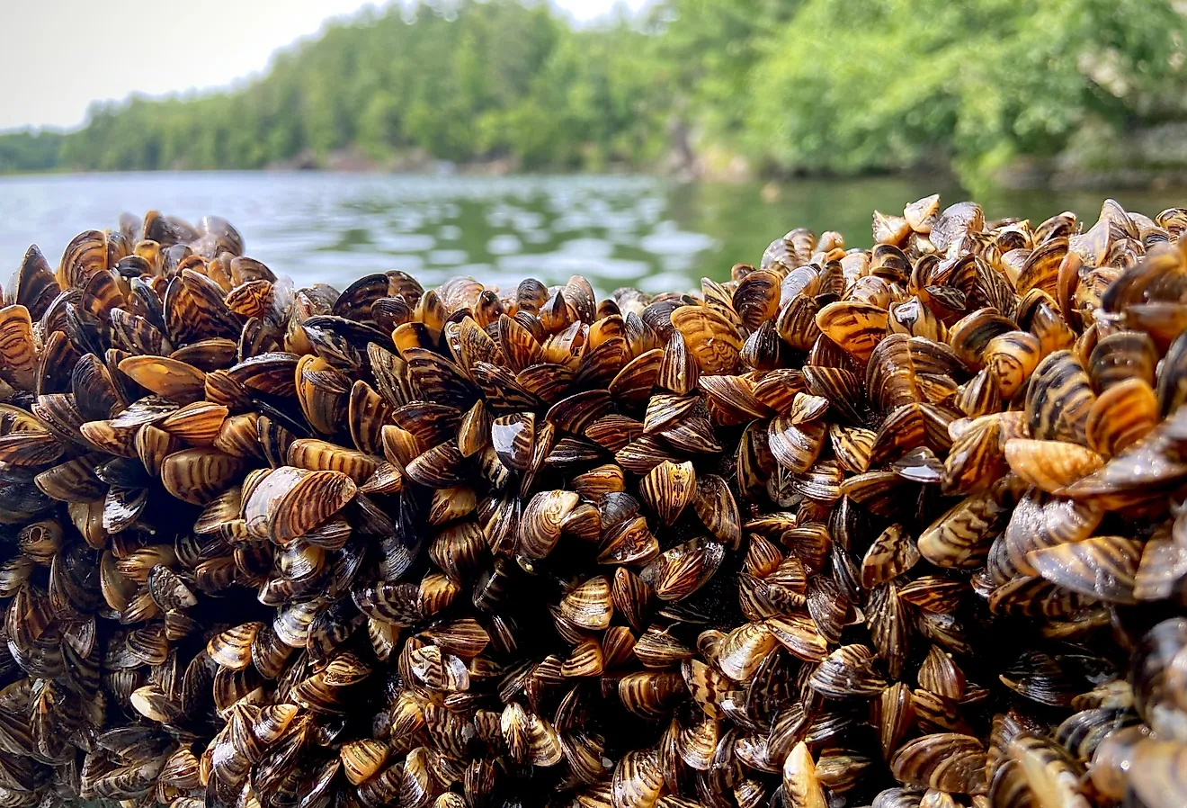 Dense collection of Zebra Mussels.