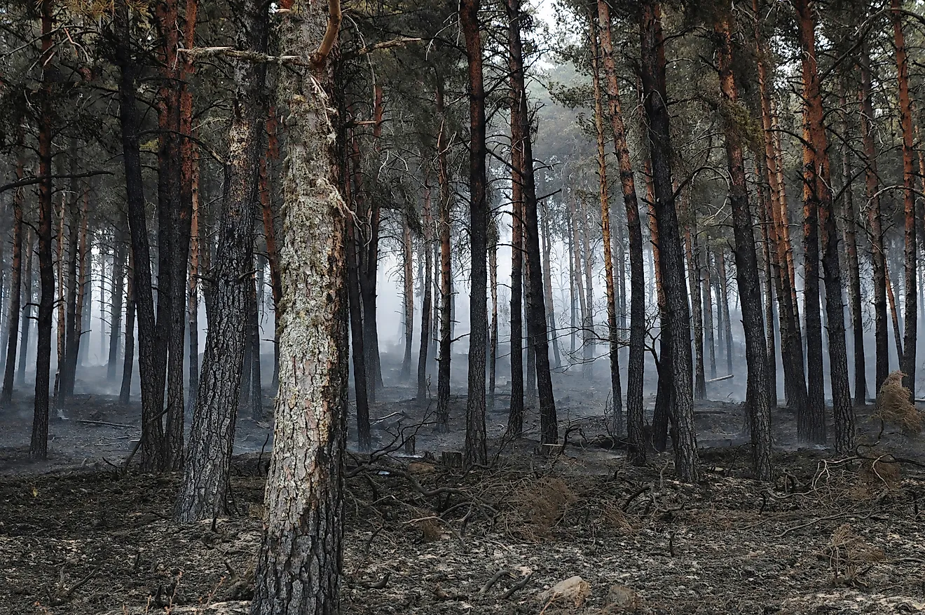 Burned pine forest after a wildfire. 