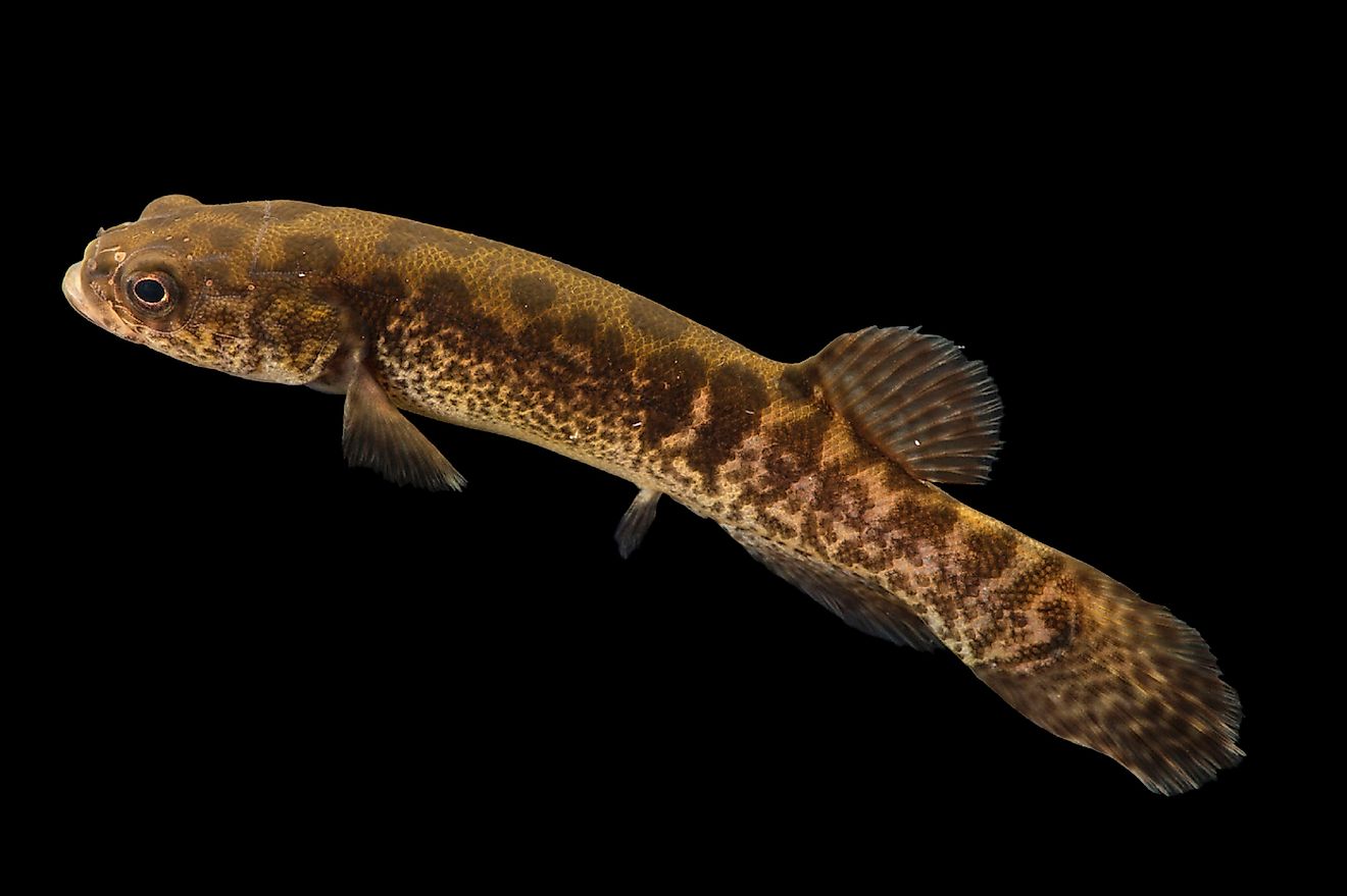 An Alaska blackfish. Image credit: GraphicRN/Shutterstock.com