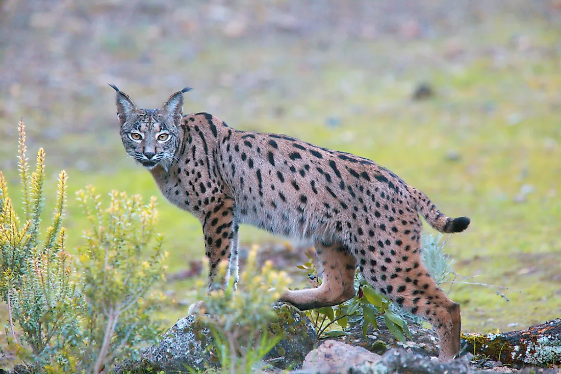 Animals Native to Spain - WorldAtlas