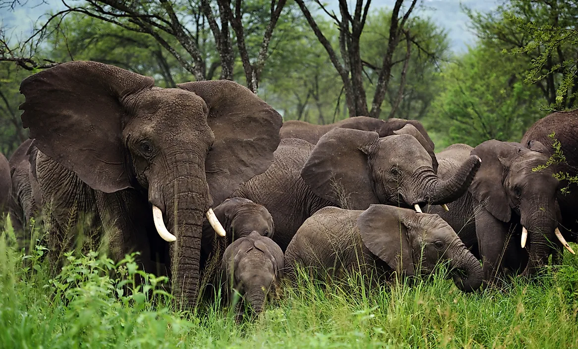 A herd of elephants.