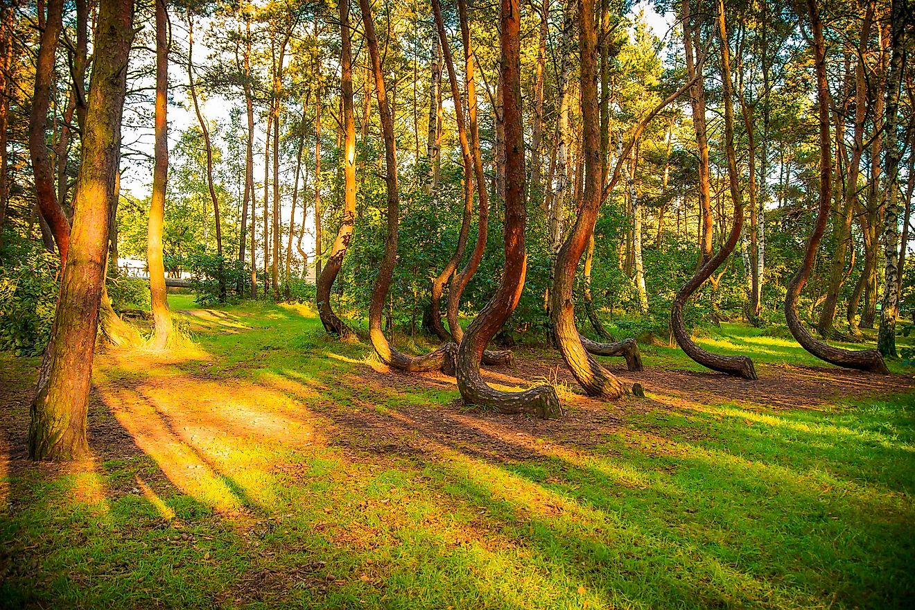 You can find this forest in Poland, near the town of Gryfino.